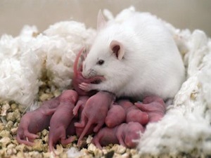 De ce vis de un șobolan mort (vis) De ce vis de un șobolan mort