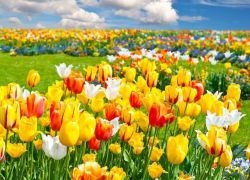 De ce vis de flori (flori) De ce vis de flori