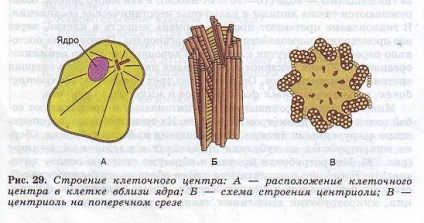 Centrul celular (celulă) cytocentrum