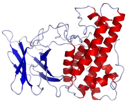 Clostridium perfringens (clostridium perfringens)