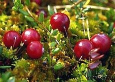 Cranberry - antibiotic natural (antibiotic) Cranberries - un antibiotic natural