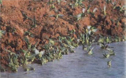 budgies carte (budgies puii lor) budgies carte
