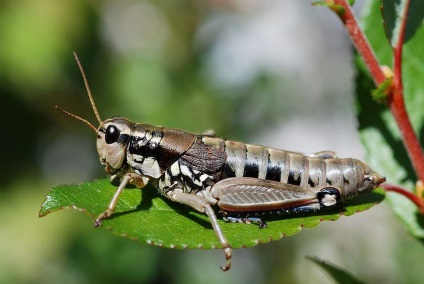 Filly fără aripi - lăcustă flightless (salcâm) Iapa fără aripi - Grasshopper nezburătoare