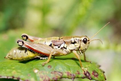Filly fără aripi - lăcustă flightless (aripi) Iapa fără aripi - Grasshopper nezburătoare