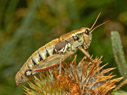 Filly fără aripi - lăcustă flightless (lăcusta) Iapa fără aripi - Grasshopper nezburătoare