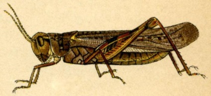 Filly - familie de insecte locust (salcâm) Filly - familie de insecte de lăcuste