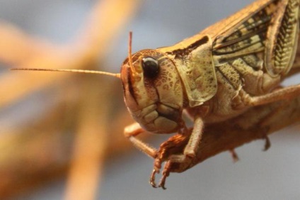 Filly - familie de insecte locust (insecte) Filly - familie de insecte de lăcuste