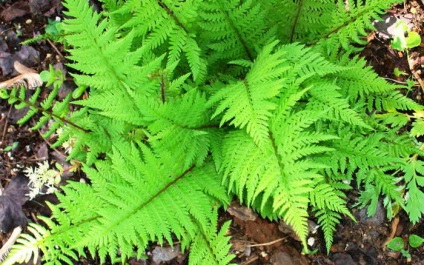 Lady-ferigă și de plantare și îngrijire nipponskoy Athyrium tipuri de fotografie și video (de îngrijire) Lady-ferigă și de plantare și îngrijire nipponskoy Athyrium tipuri de foto și video