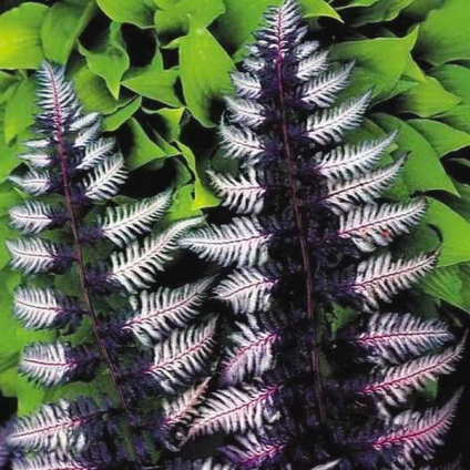 Lady-ferigă și de plantare și îngrijire nipponskoy Athyrium tipuri de fotografie și video (Athyrium) Lady-ferigă și de plantare și îngrijire nipponskoy Athyrium tipuri de foto și video