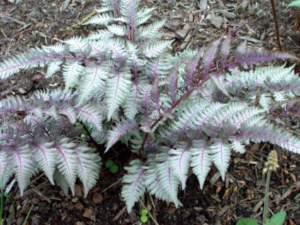 Lady-ferigă și de plantare și îngrijire nipponskoy Athyrium tipuri de fotografie și video (feminin) Lady-ferigă și de plantare și îngrijire nipponskoy Athyrium tipuri de foto și video
