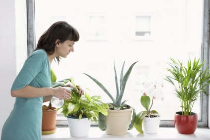 Când și cum să se hrănească Zamioculcas - plantare și îngrijire