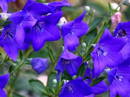 mediu Campanula, în creștere din semințe, șase sute sfaturi (clopot) Campanula mijlocii, în creștere de la semințe, șase sute de sfaturi