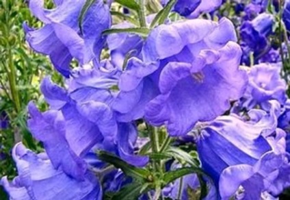 mediu Campanula, în creștere din semințe, șase sute sfaturi (clopot) Campanula mijlocii, în creștere de la semințe, șase sute de sfaturi