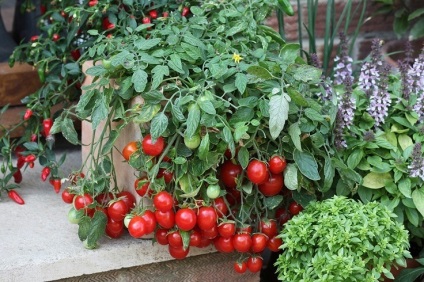 tomate pateu (o grădină pe pervazul ferestrei) tomate cameră