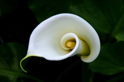 flori sădite Callas specii, soiuri, calla etiopian