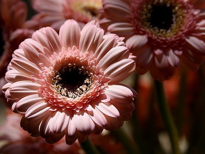 floare de interior de îngrijire Gerbera Jameson, în creștere din semințe - reproducere și înflorire (gerbera) floare de interior de îngrijire Gerbera Jameson, în creștere din semințe - reproducție și înflorire