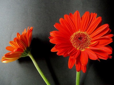 floare de interior de îngrijire Gerbera Jameson, în creștere din semințe - reproducere și înflorire (Jameson) floare de interior de îngrijire Gerbera Jameson, în creștere din semințe - reproducție și înflorire