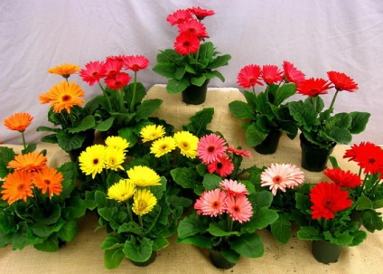 floare de interior de îngrijire Gerbera Jameson, în creștere din semințe - reproducere și înflorire (gerbera) floare de interior de îngrijire Gerbera Jameson, în creștere din semințe - reproducție și înflorire