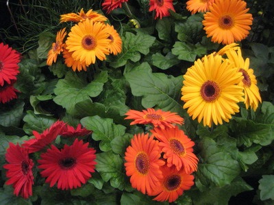 floare de interior de îngrijire Gerbera Jameson, în creștere din semințe - reproducere și înflorire (semințe) floare de interior de îngrijire Gerbera Jameson, în creștere din semințe - reproducție și înflorire
