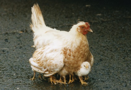 Feeding, găinile furajere