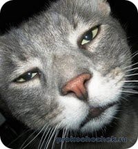 Cat vomita (cat) vomită pisică