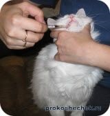 Cat vomita (cat) vomită pisică
