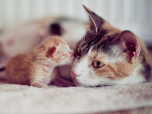 Cat postpartum (după) Cat după naștere