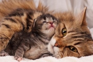 Cat după naștere (postpartum) Cat după naștere