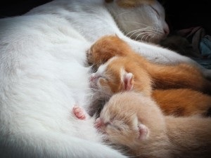 Cat dupa nastere (pisica) Cat după naștere