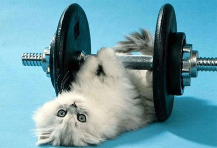 Pisici și Sport (exerciții, sărituri, alergare, gimnastica, pisica, pisici, teaser, sport, sănătate, familie, ocuparea forței de muncă, animale de companie, casa, plimbare, Hunt, mușchi, mișcare.) Pisici și sport