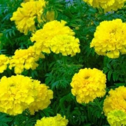 paturi de flori frumoase gălbenelelor, scheme și Consiliului (paturi) paturi de flori frumoase de gălbenele, organigramele și sfaturi