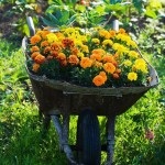 paturi de flori frumoase gălbenelelor, scheme și Consiliului (schemă) paturi de flori frumoase de gălbenele, organigramele și sfaturi