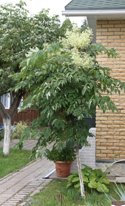 Frumoasa grădină Tatyany Kretovoy (grădină cu propriile sale mâini) Frumoasa grădină Tatyany Kretovoy