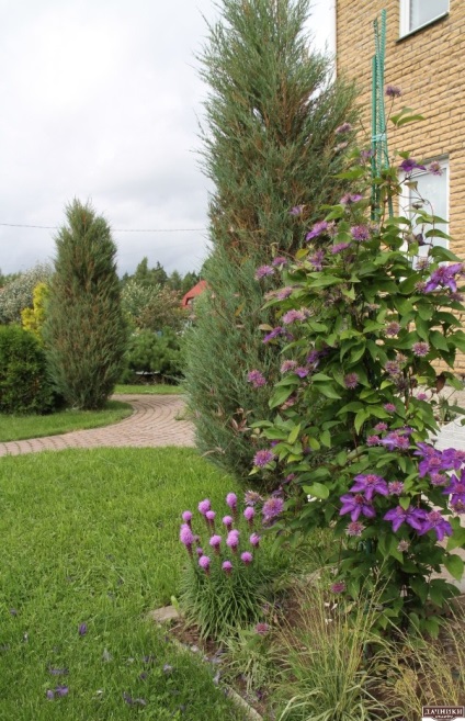 Frumoasa grădină Tatyany Kretovoy (grădină cu propriile sale mâini) Frumoasa grădină Tatyany Kretovoy