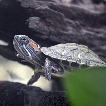 Foto rosu-urecheat cursoare, hrănire și îngrijire, condițiile de detenție în casa cursoarele roșii urecheat (Turtle) Foto rosu-urecheat cursoare, hrănire și îngrijire, condițiile de roșii țestoase la domiciliu