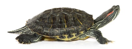 Foto rosu-urecheat cursoare, hrănire și îngrijire, condițiile de detenție în casa cursoarele roșii urecheat (Turtle) Foto rosu-urecheat cursoare, hrănire și îngrijire, condițiile de roșii țestoase la domiciliu