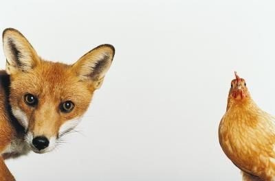 Pui Fox descriere Foarfecă a rasei, fotografii