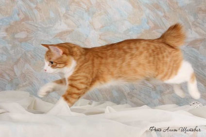 Kurile Bobtail descriere rasă, fotografii, anunțuri video (casă trăiește câteva) Kurile Bobtail descriere rasă, fotografii, videoclipuri, anunțuri