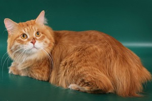 Kurile Bobtail descriere rasă, fotografii, anunțuri video (Kurile Bobtail) Kurile Bobtail descriere rasă, fotografii, videoclipuri, anunțuri