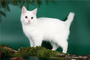Kurile Bobtail descriere rasă, fotografii, anunțuri video (foto) Kurile Bobtail descriere rasă, fotografii, videoclipuri, anunțuri
