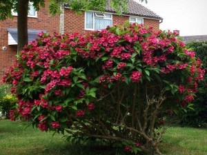 arbuști Weigela (sol este cel mai bun) Tufe Weigela