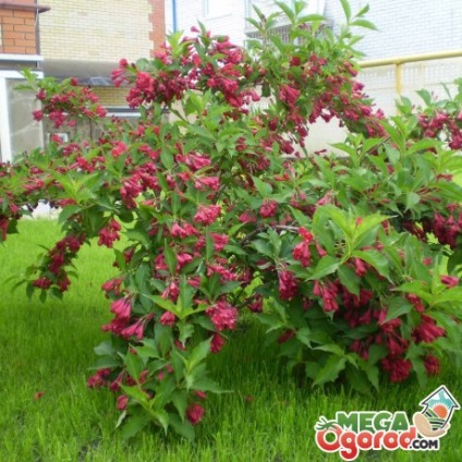 Weigel Bush (Weigel) arbust Weigela