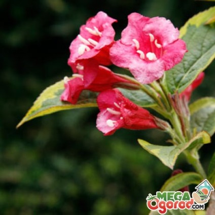 Weigel Bush (Bush) arbust Weigela
