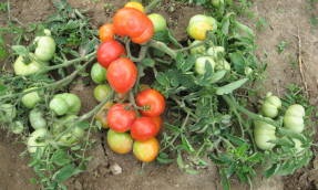 Spray soiuri de tomate (preferabil o tulpină principală jartieră) soiuri de tomate Bush