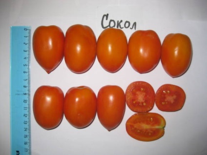 Spray varietate de tomate (jartieră peg tulpina principală) soiuri de tomate Bush