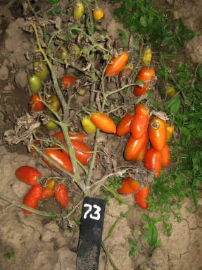 Spray soiuri de tomate (preferabil o tulpină principală jartieră) soiuri de tomate Bush