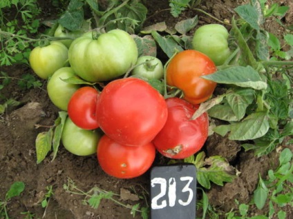Spray varietate de tomate (jartieră principal stem) soiuri de tomate Bush
