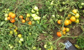soiuri de arbuști de tomate (consum în stare proaspătă) soiuri de tomate Bush