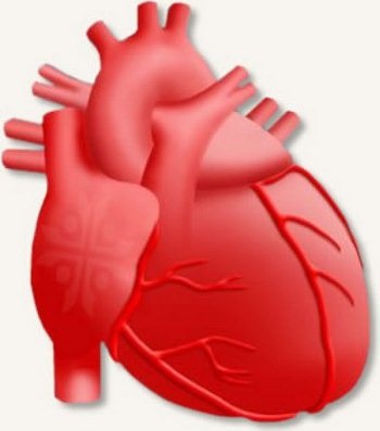 Tratamentul insuficienței cardiace drepte - tratamentul inimii (ventriculul drept) Tratamentul insuficienței cardiace drepte - tratament de inima
