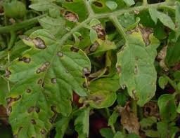Tratamentul de tomate răsad Septoria mijloace și metode eficiente (mijloace) Tratamentul Septoria răsaduri de roșii mijloace și metode eficiente